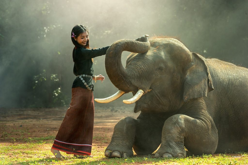 asian elephant