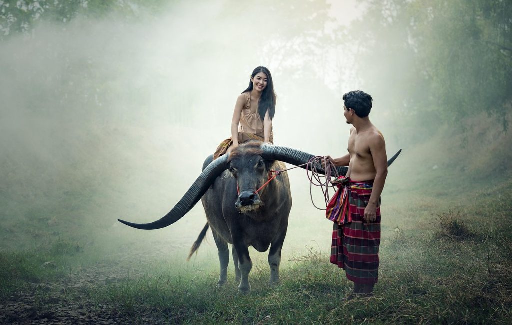 buffalo, cambodia,