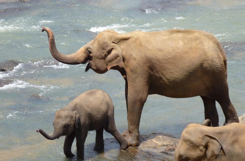 elephants, sri lanka,