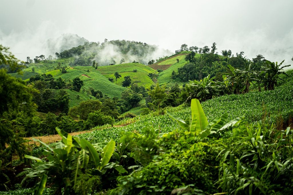 Asia tea export