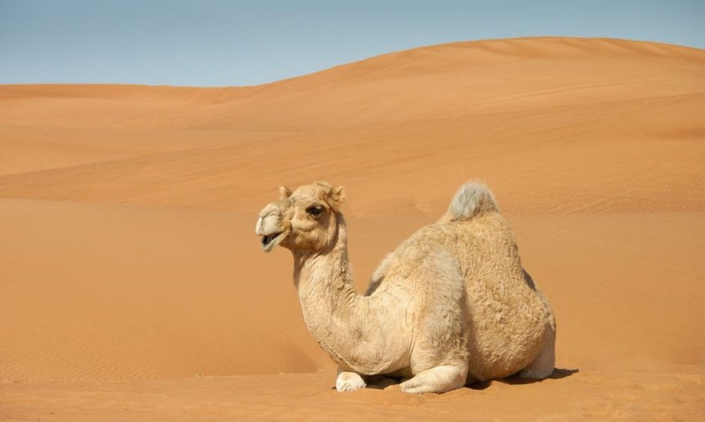 camel, sahara dubai