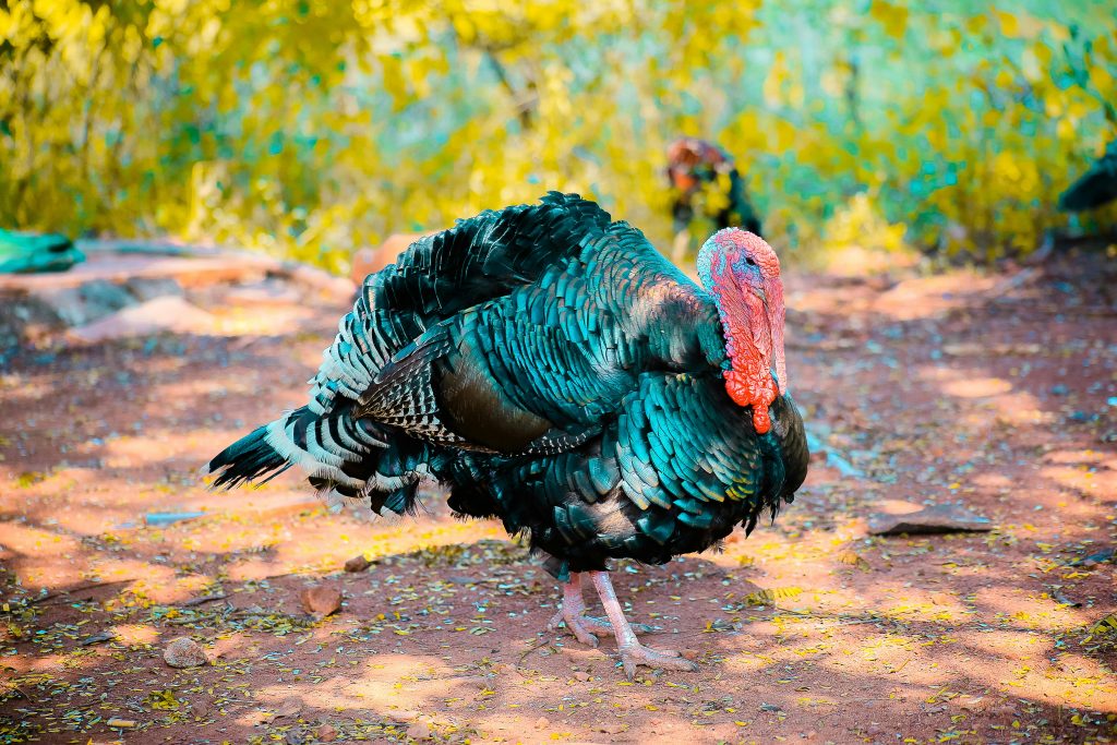 Turkey bird