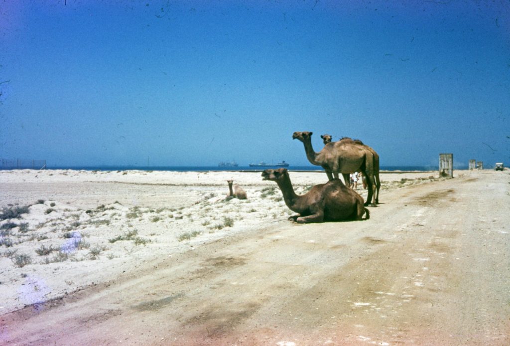 kuwait camel