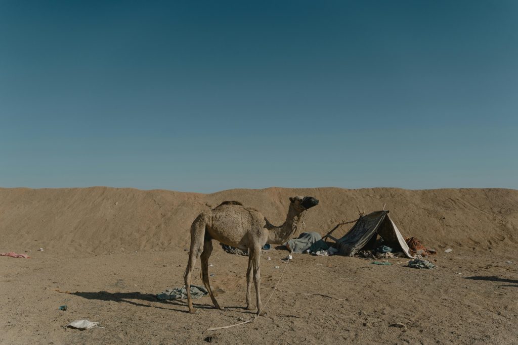 Yemeni camel